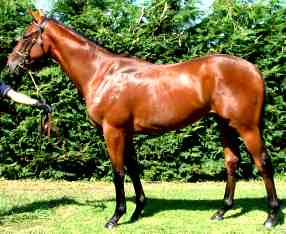 Al Akbar - Margaux
